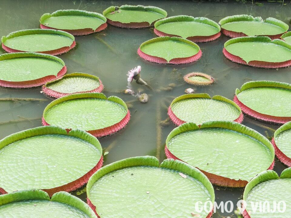 Jardines Botanicos de Singapur