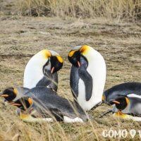 Parque Pingüino Rey en Tierra del Fuego