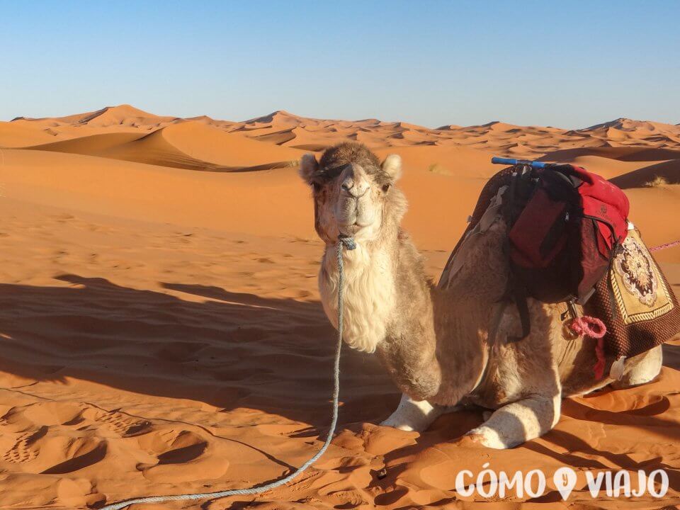 Camello en el Desierto del Sahara