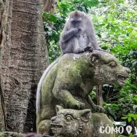 Monkey Forest en Ubud, Bali