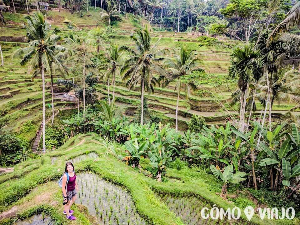 Terrazas de arroz Tegallalang